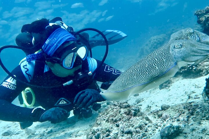 Dive into the clear waters of Fujairah encountering unique marine life and stunning dive sites with a personal guide all while escaping the hustle of Dubai.